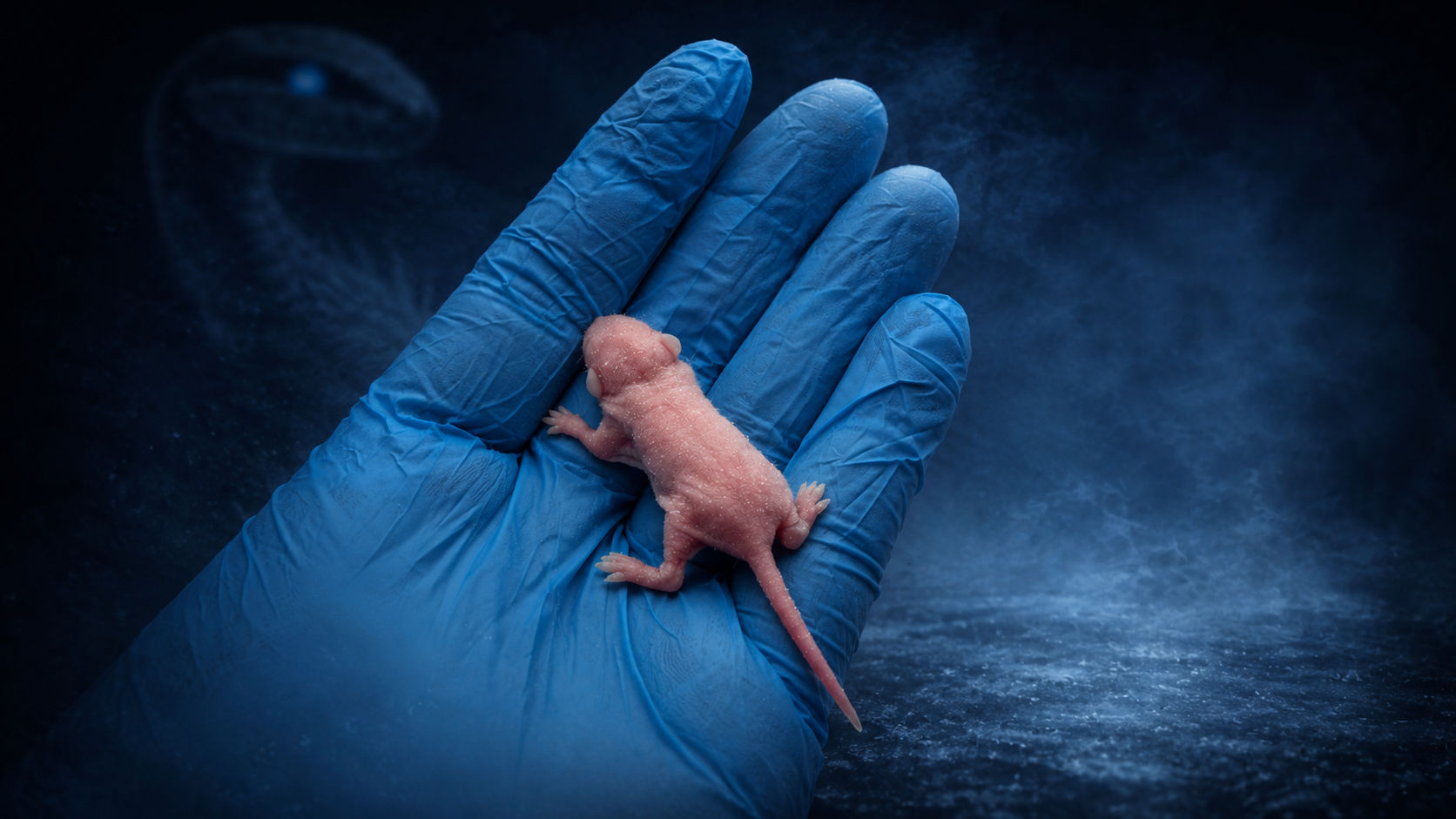 Frozen pinky feeder mouse held in a gloved hand