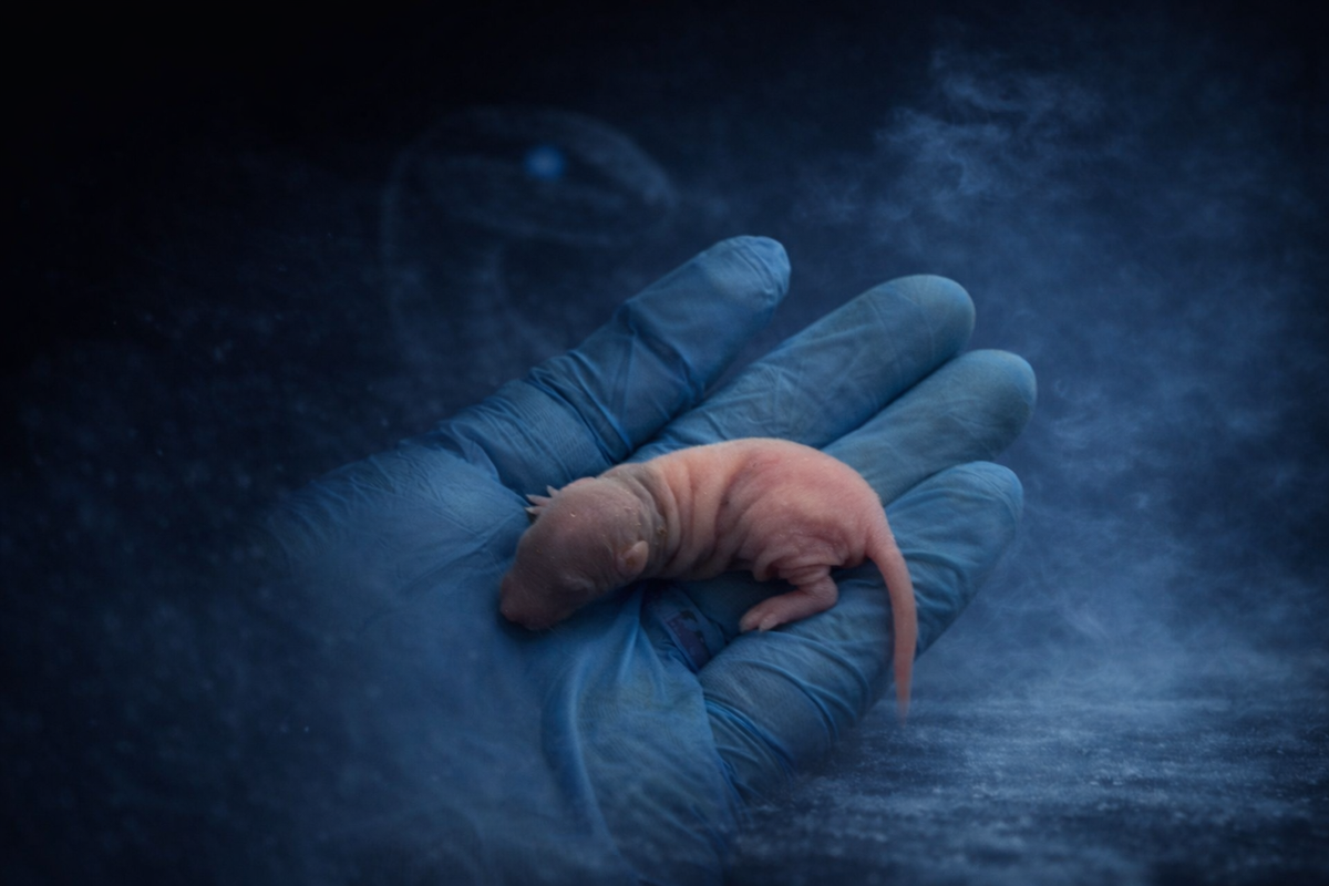 Froshis Rats Frozen Rats for Reptiles & Exotics | Frostbite Feeders